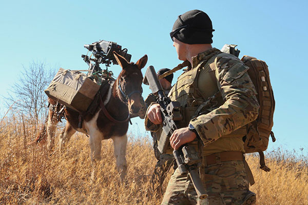 special forces soldier with packing mule