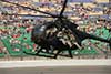 MH-6 Little Bird