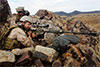 1st Recon Sniper